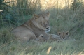 Mom and cub